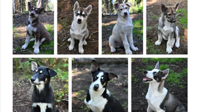 Last chance to watch this year's Puppy Cam at Alaska national park begins